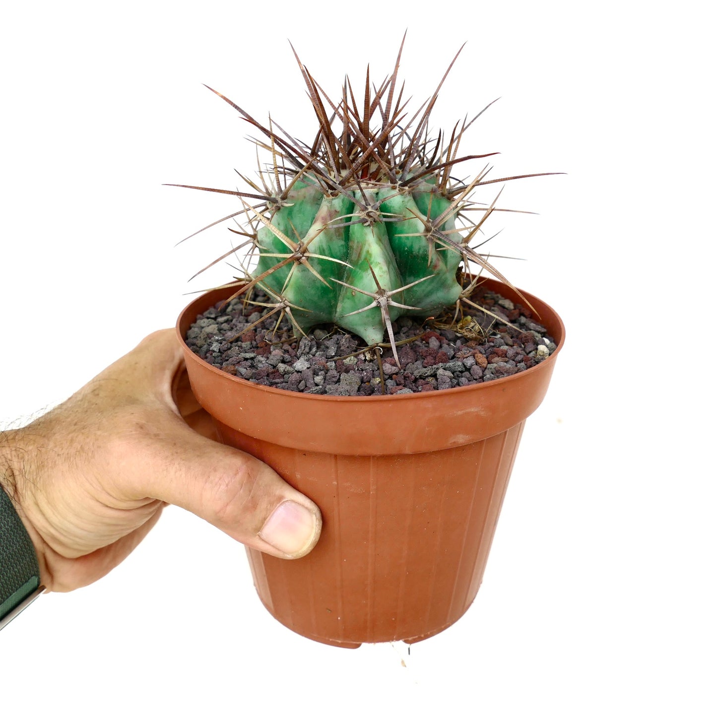 Echinocactus ingens form longispinus STRONG SPINES