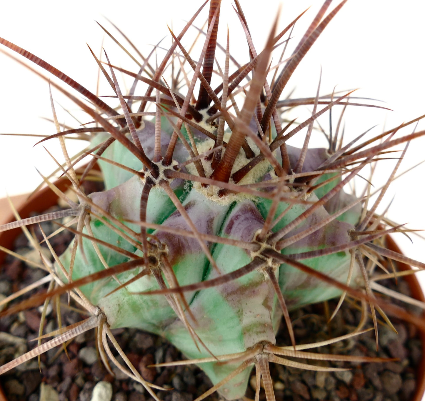 Echinocactus ingens form longispinus STRONG SPINES