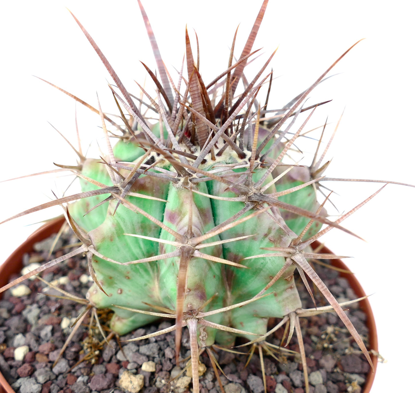 Echinocactus ingens form longispinus STRONG SPINES