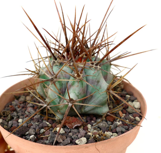 Echinocactus ingens form longispinus STRONG SPINES