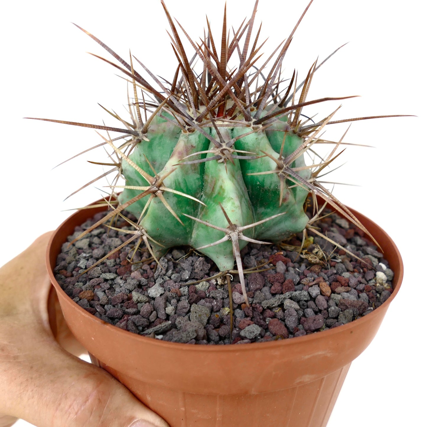 Echinocactus ingens form longispinus STRONG SPINES