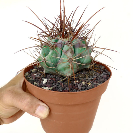 Echinocactus ingens form longispinus STRONG SPINES