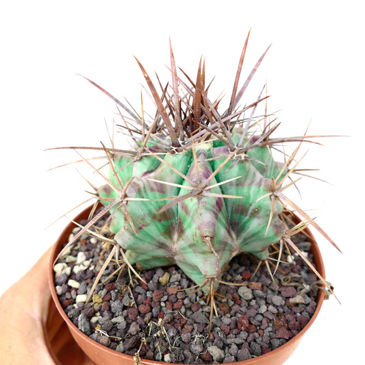 Echinocactus ingens form longispinus STRONG SPINES