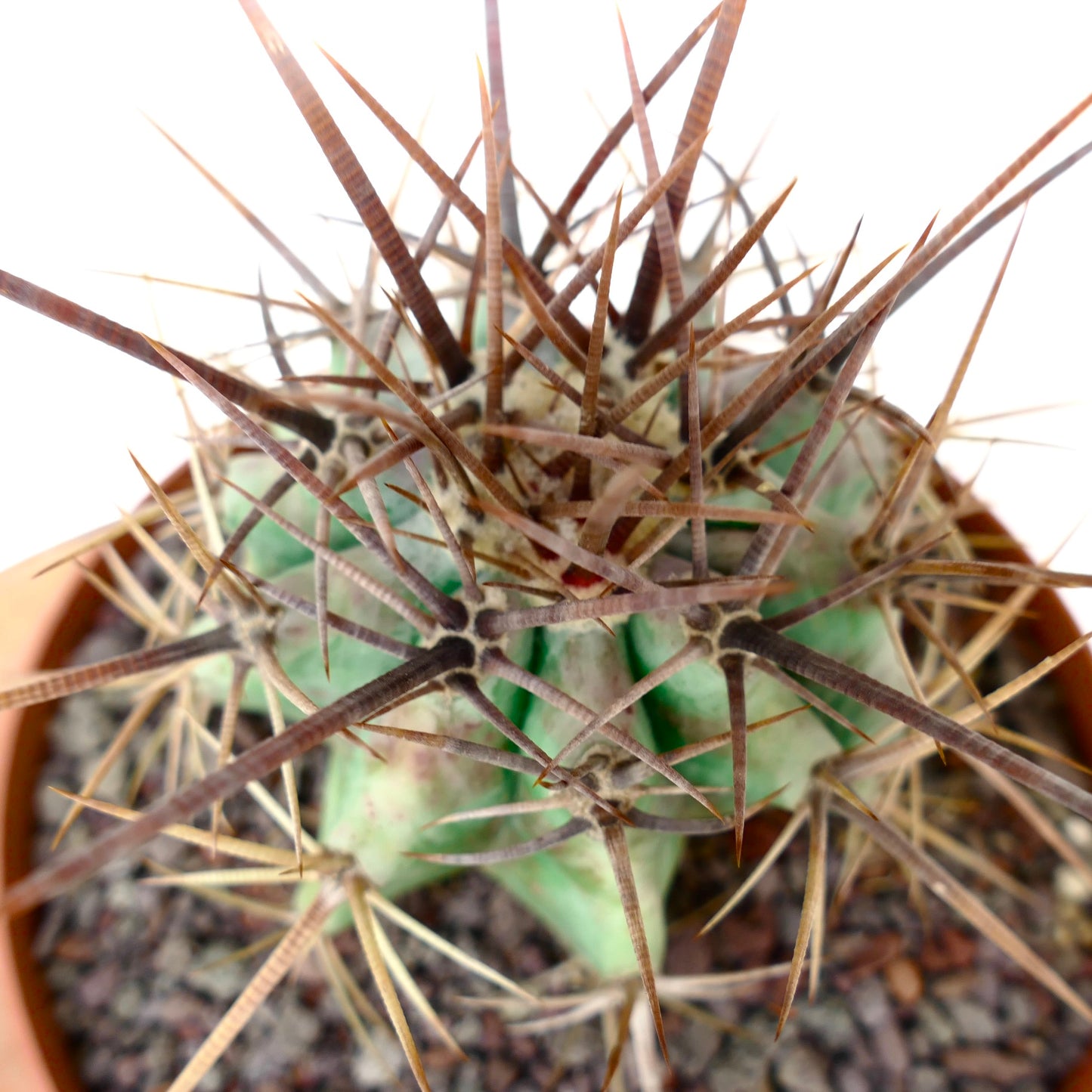 Echinocactus ingens form longispinus STRONG SPINES