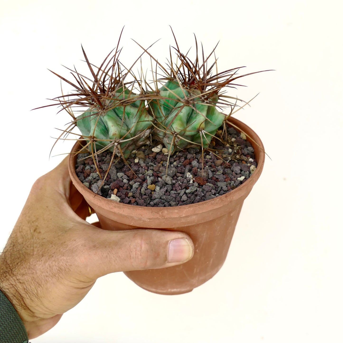 Echinocactus ingens form longispinus 2 Heads STRONG SPINES