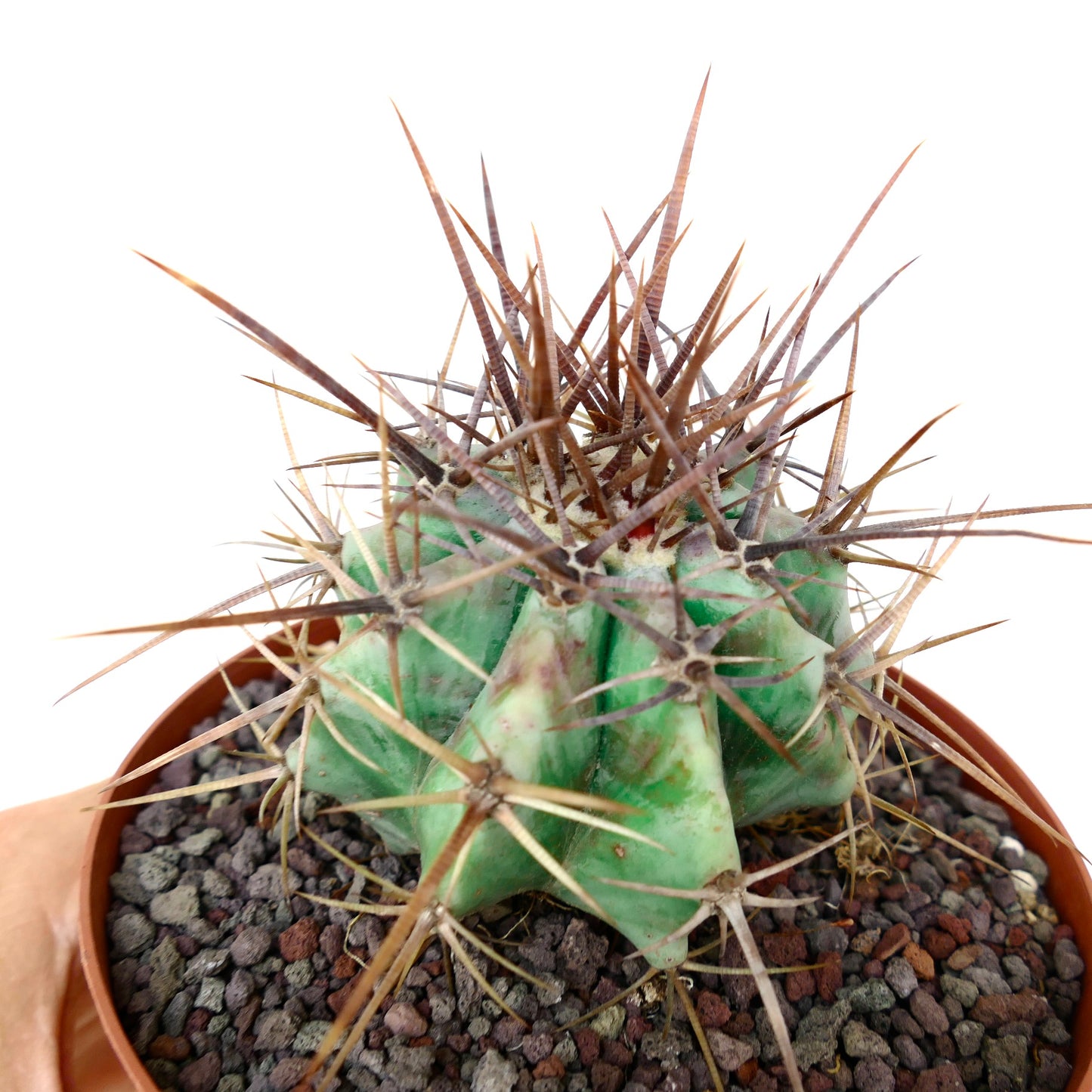 Echinocactus ingens form longispinus STRONG SPINES