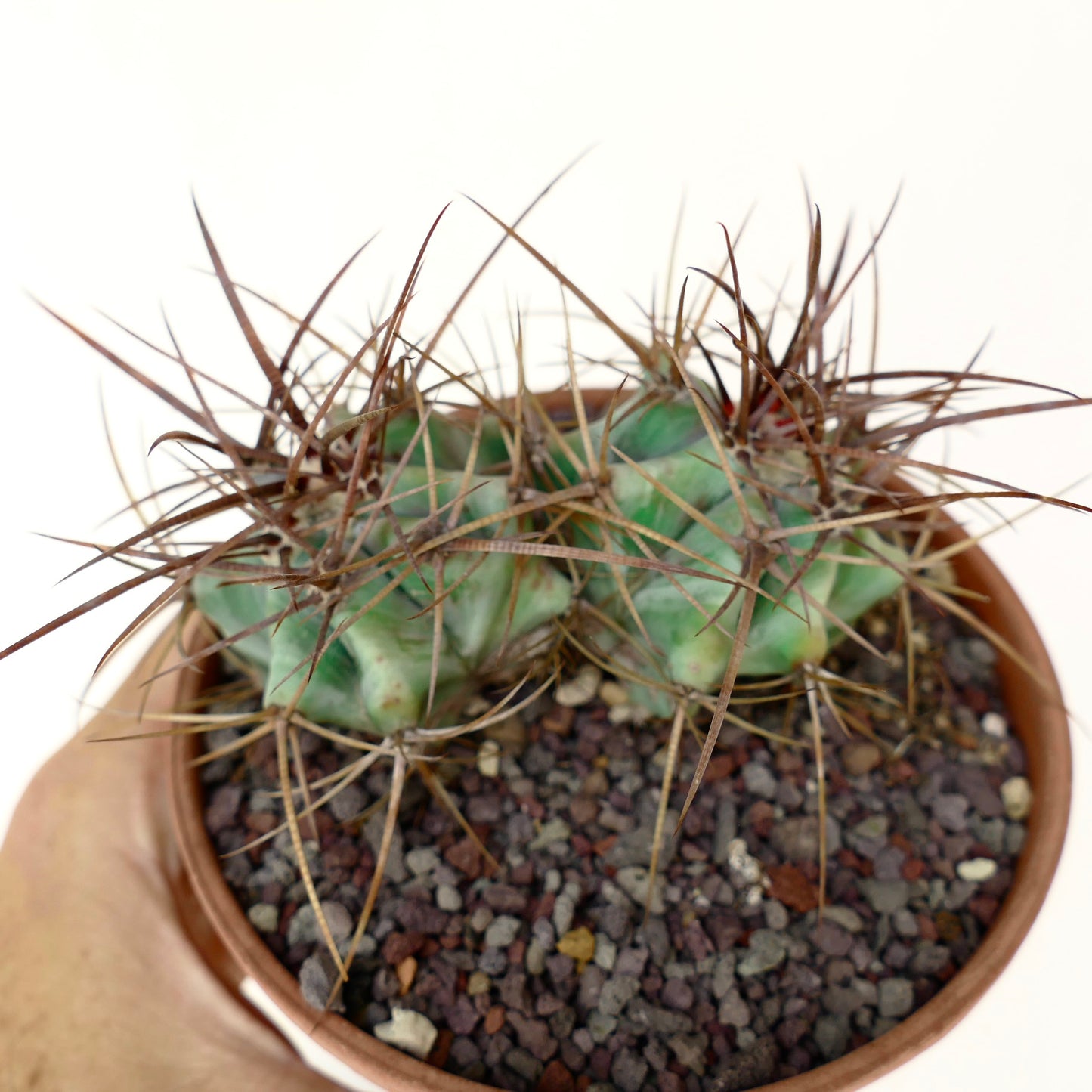 Echinocactus ingens form longispinus 2 Heads STRONG SPINES