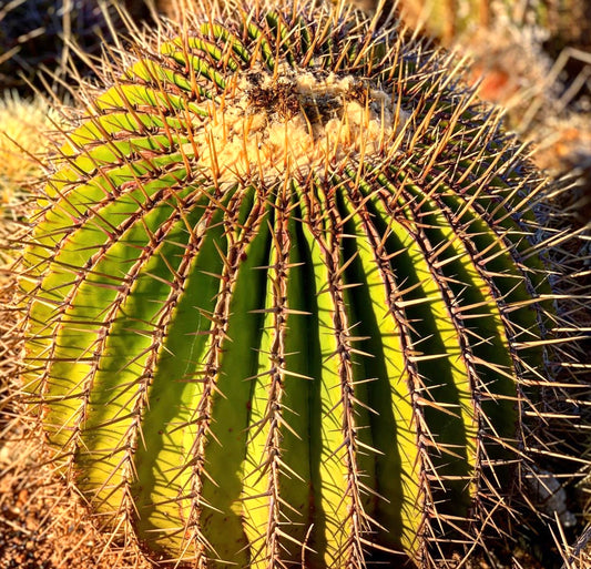 Echinocactus visnaga round green cactus with prominent long brown spines and woolly crown