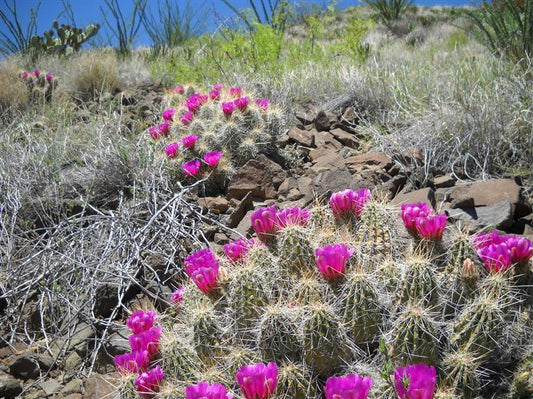 Echinocereus enneacanthus SEEDS