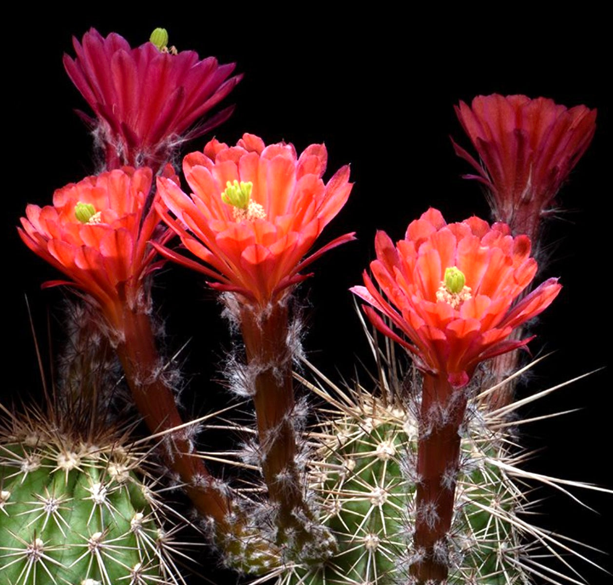 Echinocereus acifer var. tubiflorus cactus with vibrant red tubular flowers and sharp spines
