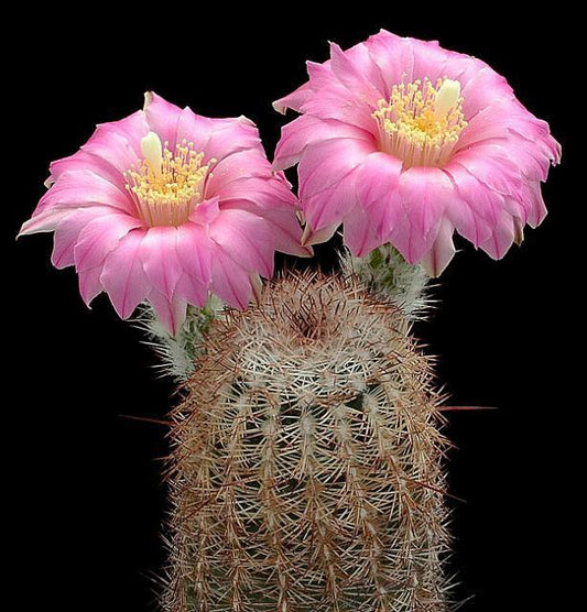 Echinocereus adustus SEEDS