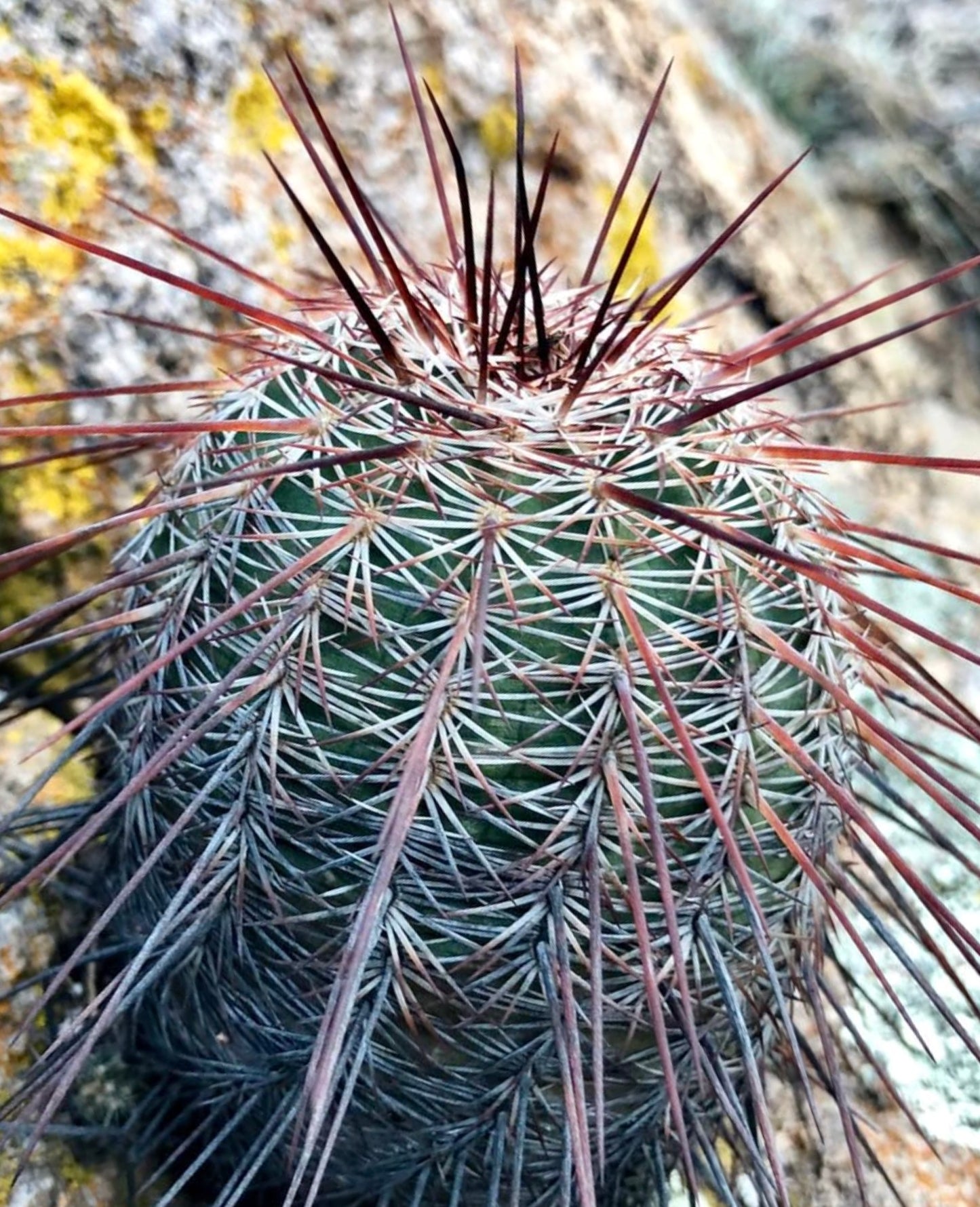 Echinocereus adustus cactus with dense white and reddish spines on green stem