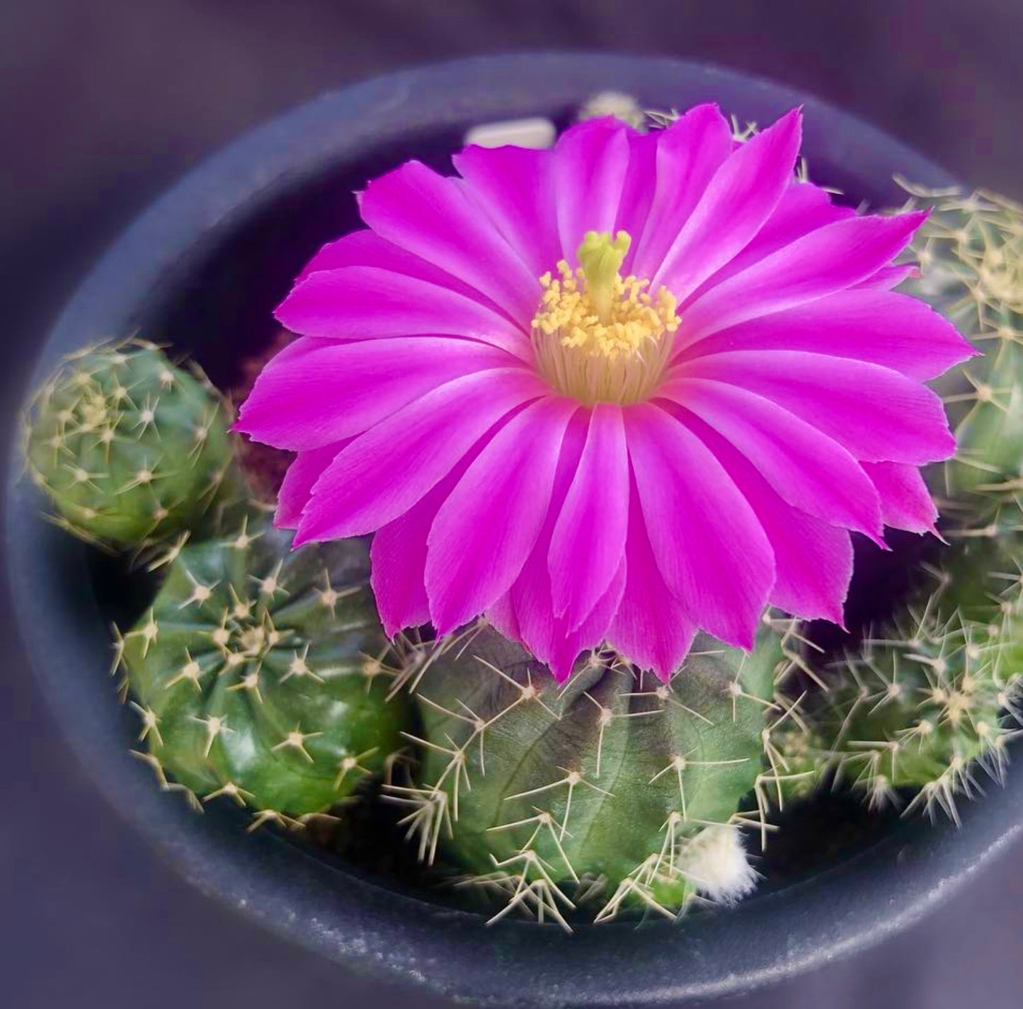 Echinocereus amoenus cactus with bright pink flower and green spiny stems in pot