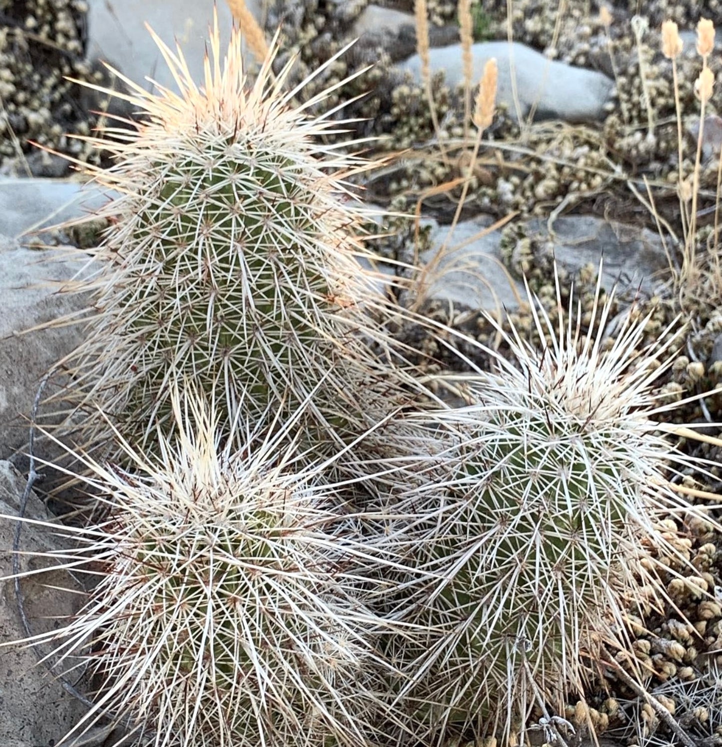 Echinocereus apachensis cactus with dense white spines and green cylindrical stems in natural habitat