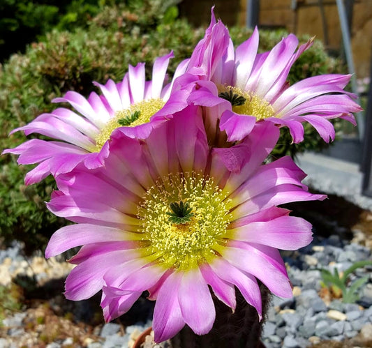 Echinocereus armatus vibrant pink cactus flowers with yellow centers blooming in sunlight