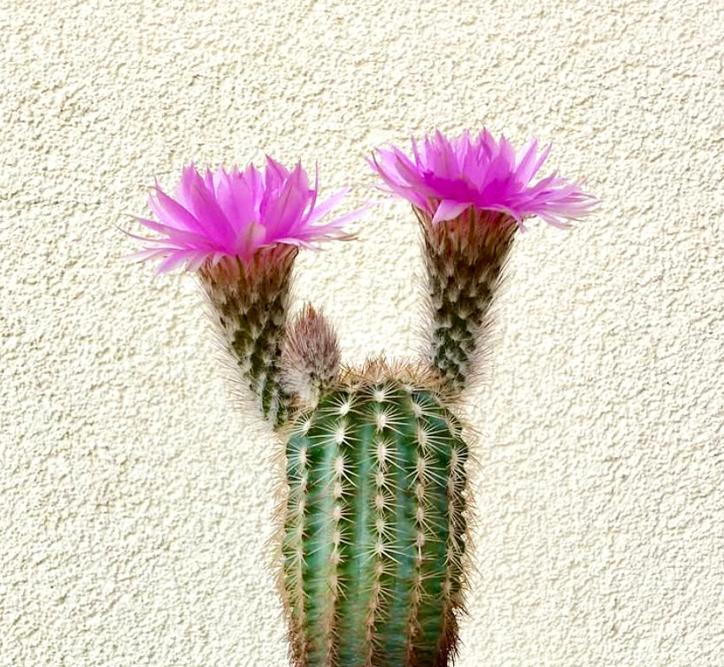 Echinocereus baileyi cactus with vibrant pink flowers and spiny green stem against wall