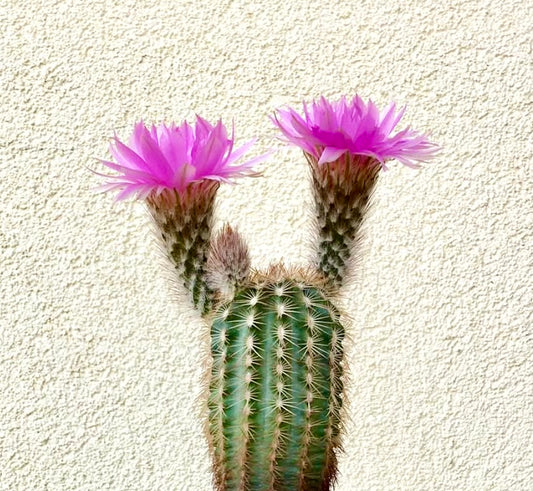 Echinocereus baileyi cactus with vibrant pink flowers and spiny green stem against wall