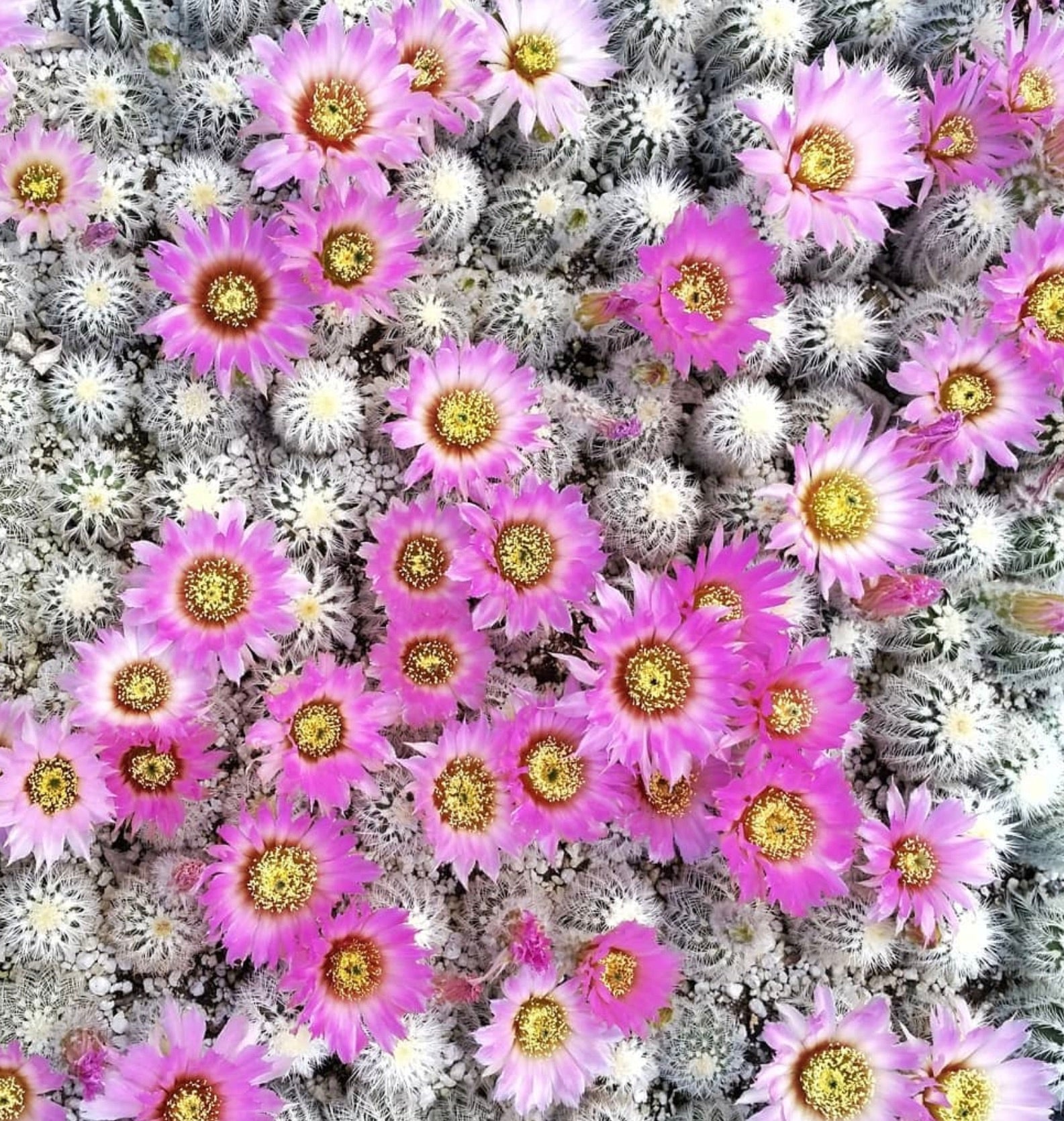 Echinocereus baileyi var. albispinus dense cluster of small spiny cacti with vibrant pink flowers