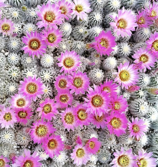 Echinocereus baileyi var. albispinus dense cluster of small spiny cacti with vibrant pink flowers