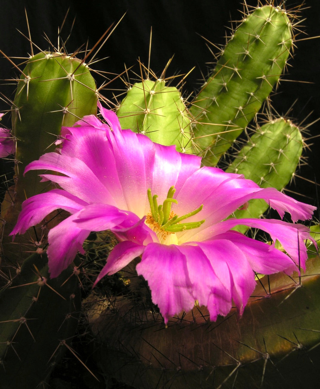 Echinocereus blanckii cactus with bright pink flower and sharp spines on green stems