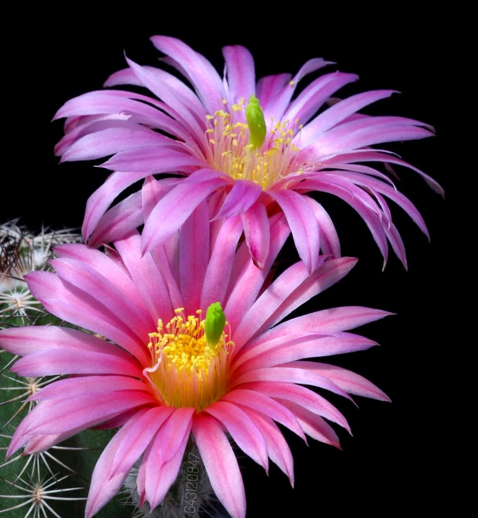 Echinocereus bonatzii cactus with vibrant pink flowers and yellow stamens blooming on spiny stem