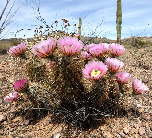 Echinocereus bonkerae cactus with vibrant pink flowers and dense spines in desert terrain