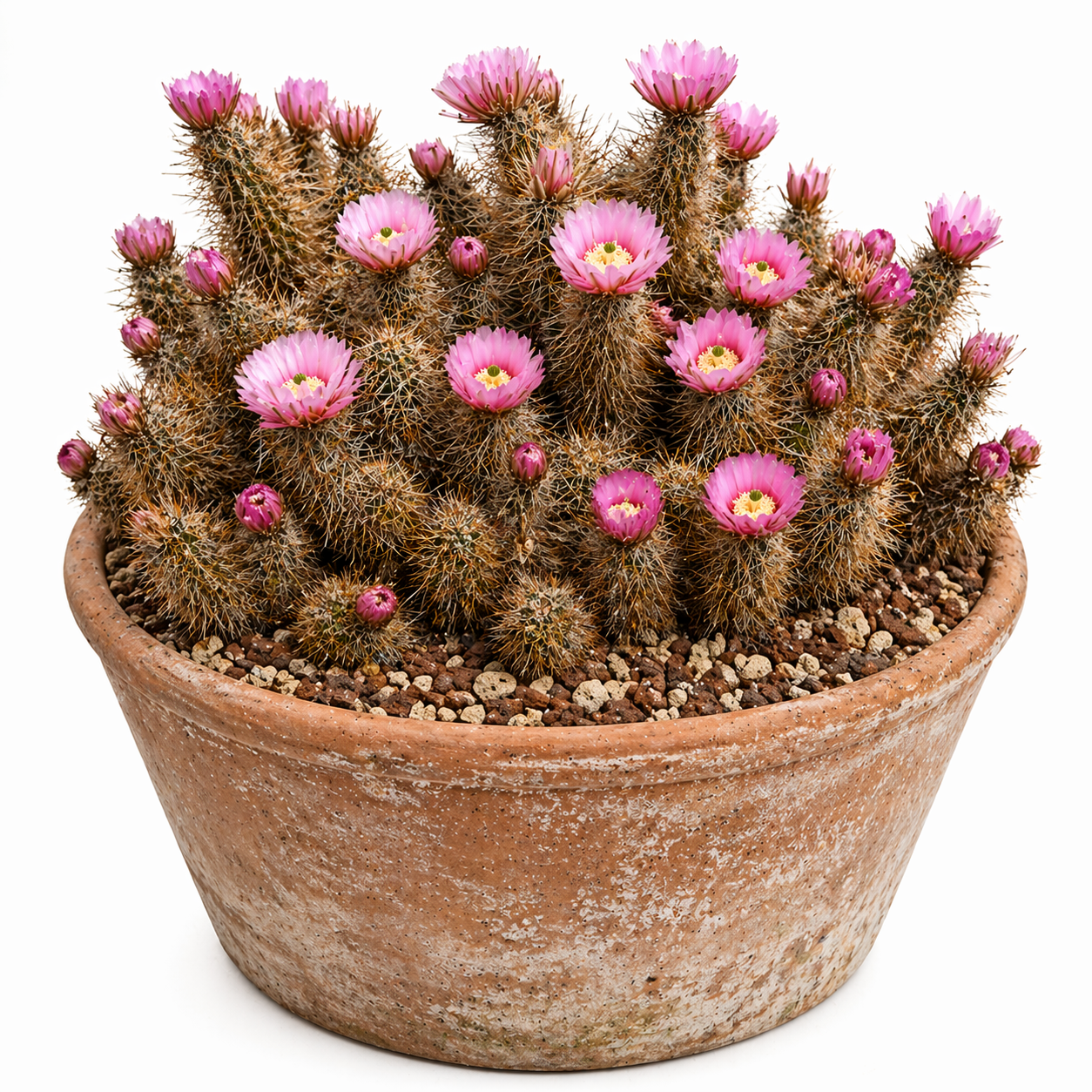 Echinocereus bonkerae cluster cactus with pink flowers in terracotta pot