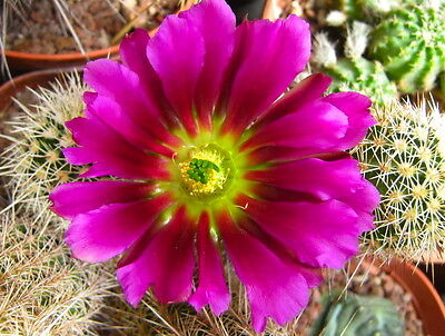 Echinocereus boyce-thompsonii SEEDS