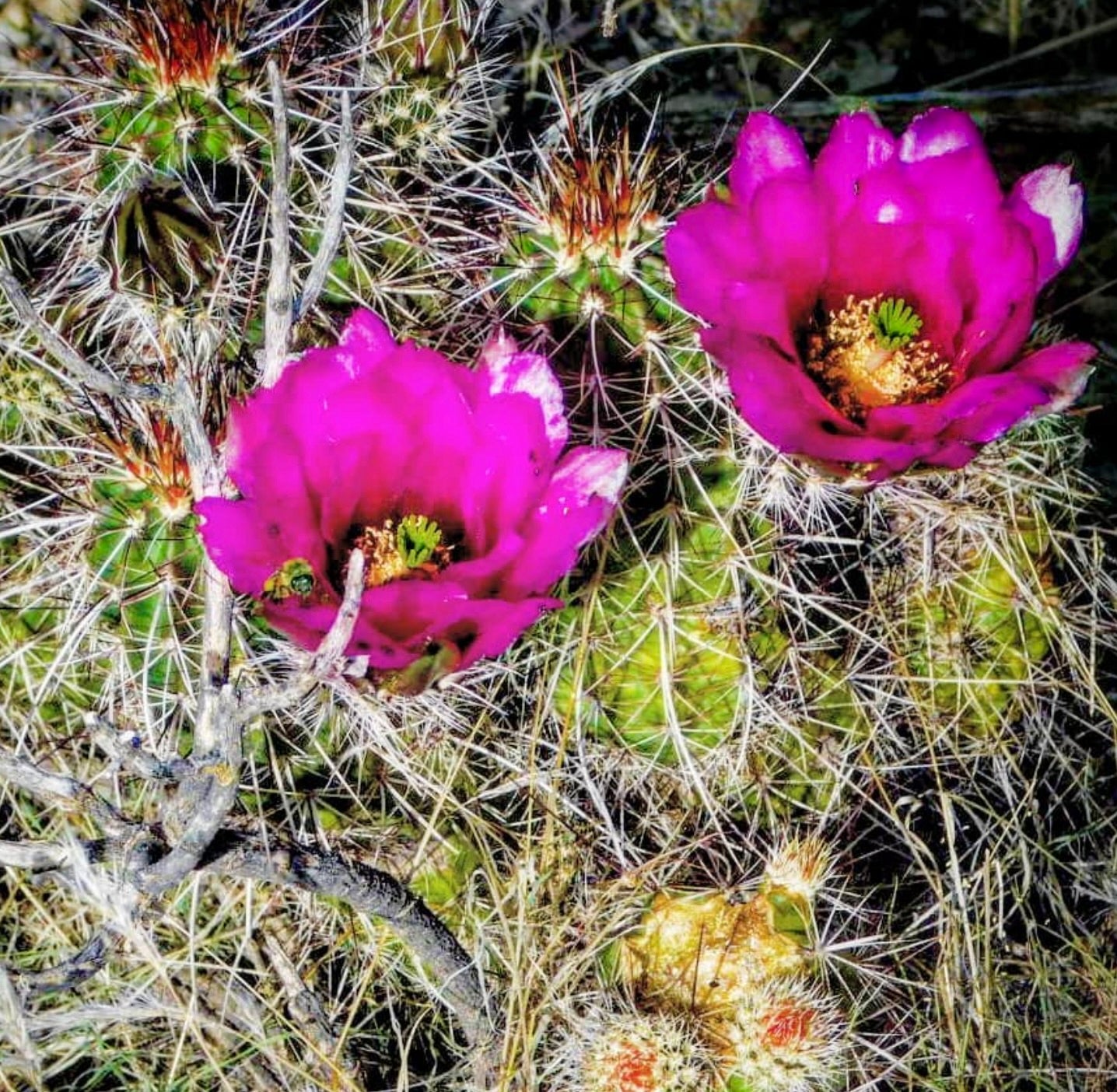 Echinocereus boyce-thompsonii cactus with bright magenta flowers and dense white spines