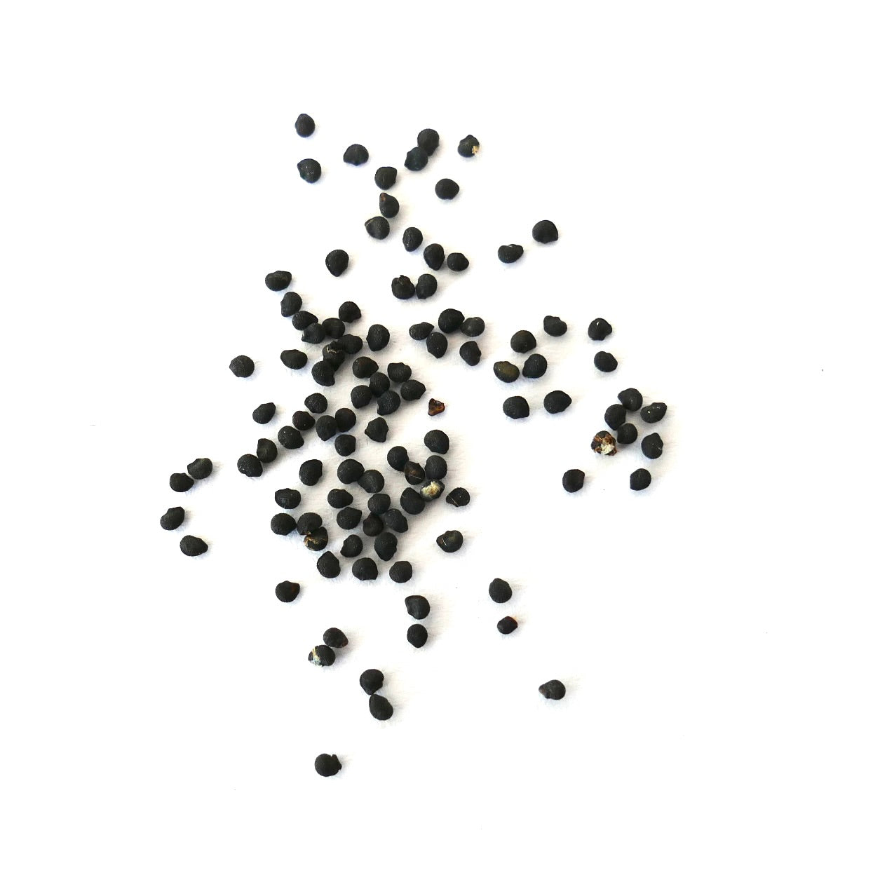 エキノケレウス・ブランドギー LAU026 種子