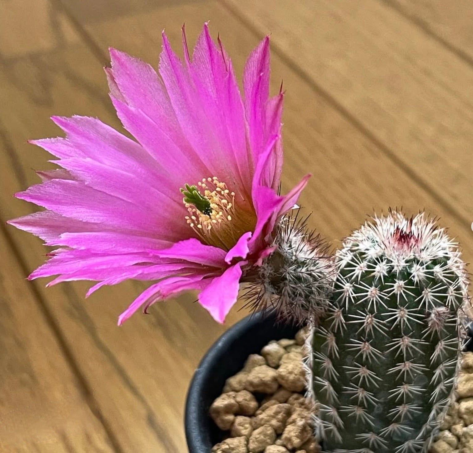 Echinocereus bristolii cactus with vibrant pink flower and dense white spines in pot