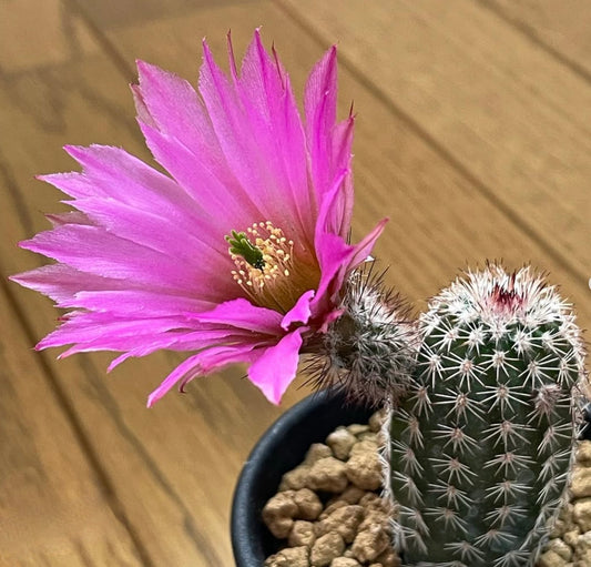 Echinocereus bristolii cactus with vibrant pink flower and dense white spines in pot