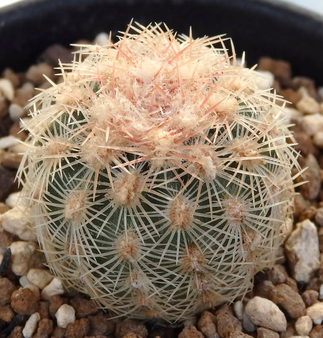 Echinocereus carmenensis small round cactus with dense white and pink spines and woolly areoles