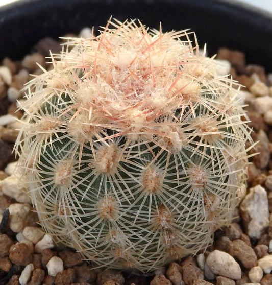 Echinocereus carmenensis small round cactus with dense white and pink spines and woolly areoles