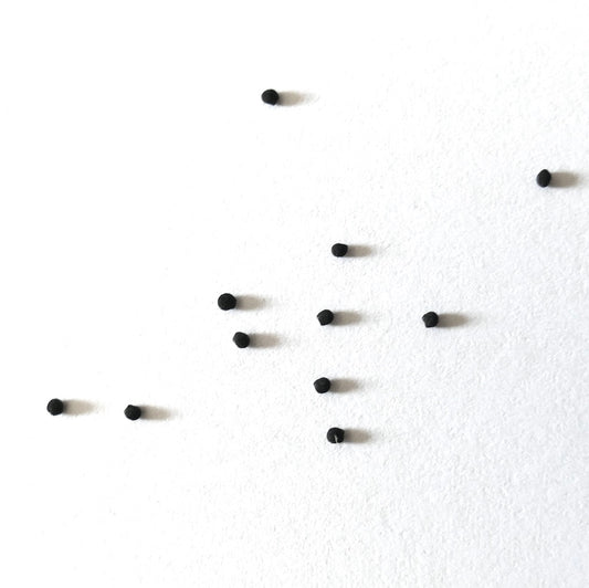 เมล็ดพันธุ์ เอกีโนเซเรอุส คาร์เมเนนซิส (ลา คูเอสตา)