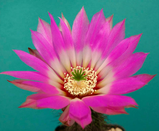 Echinocereus chisoensis vibrant pink cactus flower with delicate white stamens and green stigma