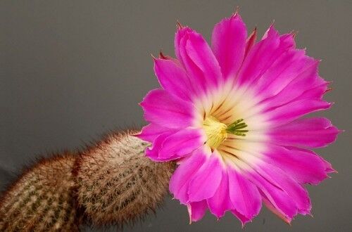 Echinocereus chisoensis SEEDS