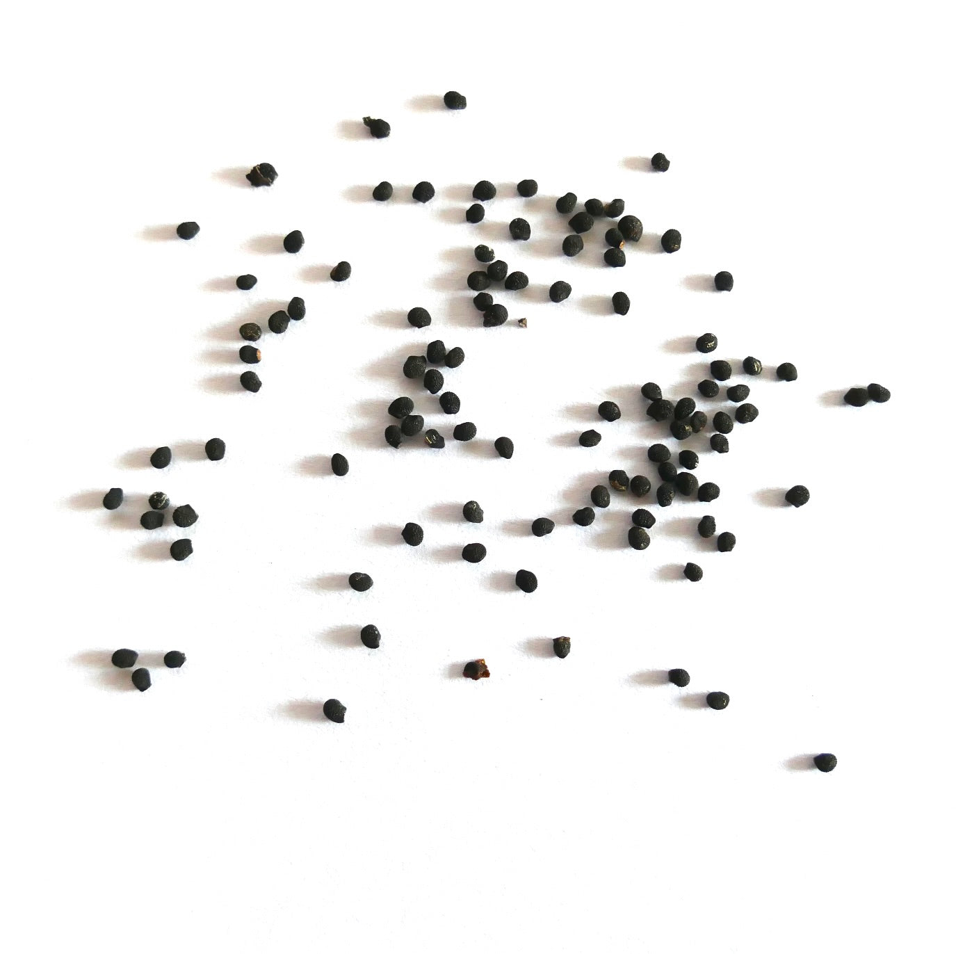 エキノセレウス・クロランサス 種子