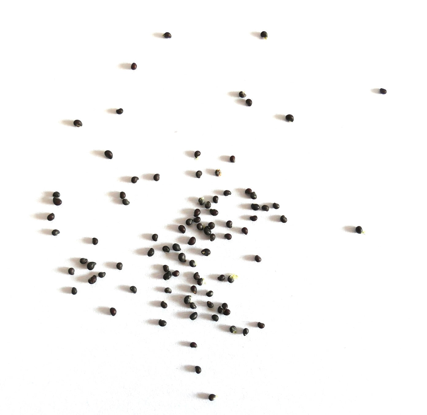 เมล็ดต้นกระบองเพชรขนาดเล็ก Mammillaria barbata สีเข้ม กระจายบนพื้นหลังสีขาว