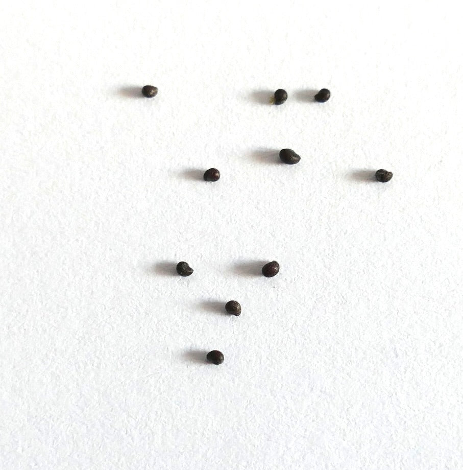 เมล็ดต้นกระบองเพชรแมมมิลาเรีย บาร์บาตา ขนาดเล็ก สีเข้ม บนพื้นหลังสีขาว แบบใกล้ชิด