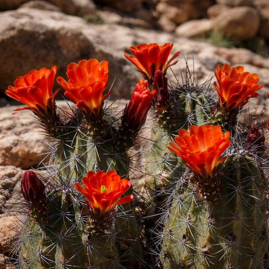 กระบองเพชรถิ่น Echinocereus coccineus พร้อมดอกสีส้มแดงสดใสและหนามแหลมคมในถิ่นหินผา
