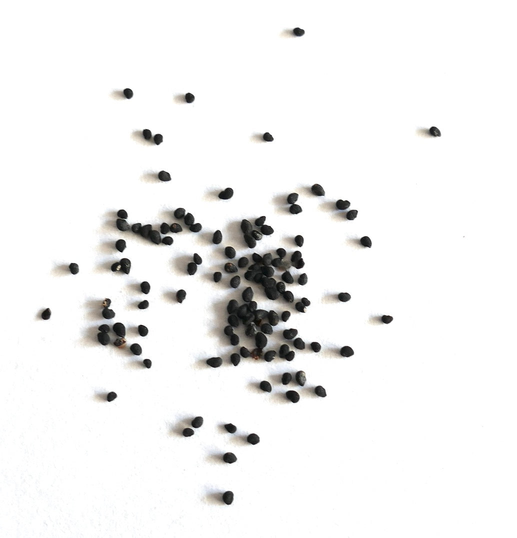 하얀 배경 위에 흩어진 에키노세레우스 콩글로메라투스 선인장 씨앗