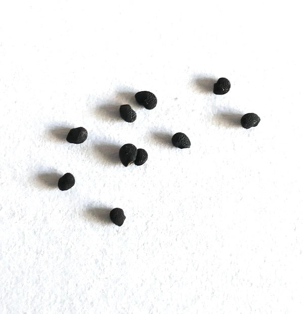 에키노세레우스 콩글로메라투스 희귀 선인장 씨앗 흰색 배경 클로즈업