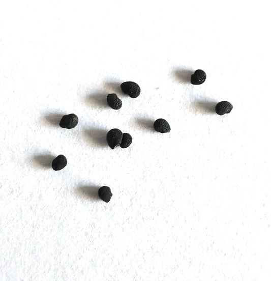 เมล็ดพันธุ์ เอคินโอเซอเรอุส คองโกลเมอราตุส