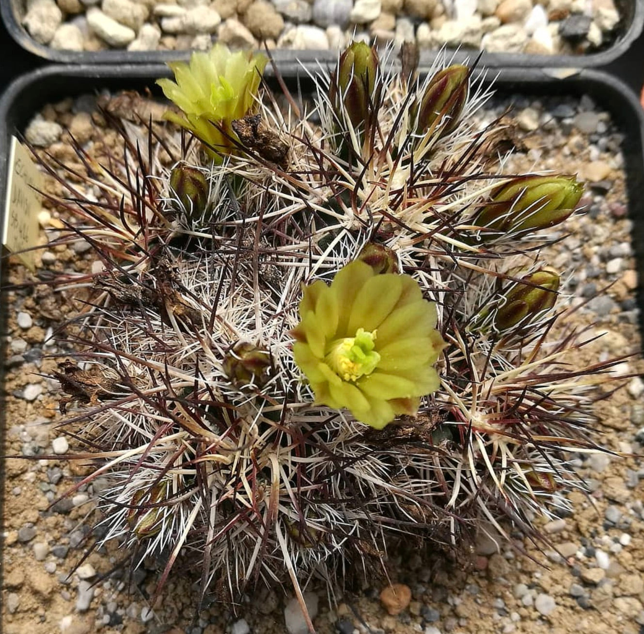 Cactus Echinocereus davisi con espinas afiladas y pequeñas flores amarillas floreciendo en suelo de grava