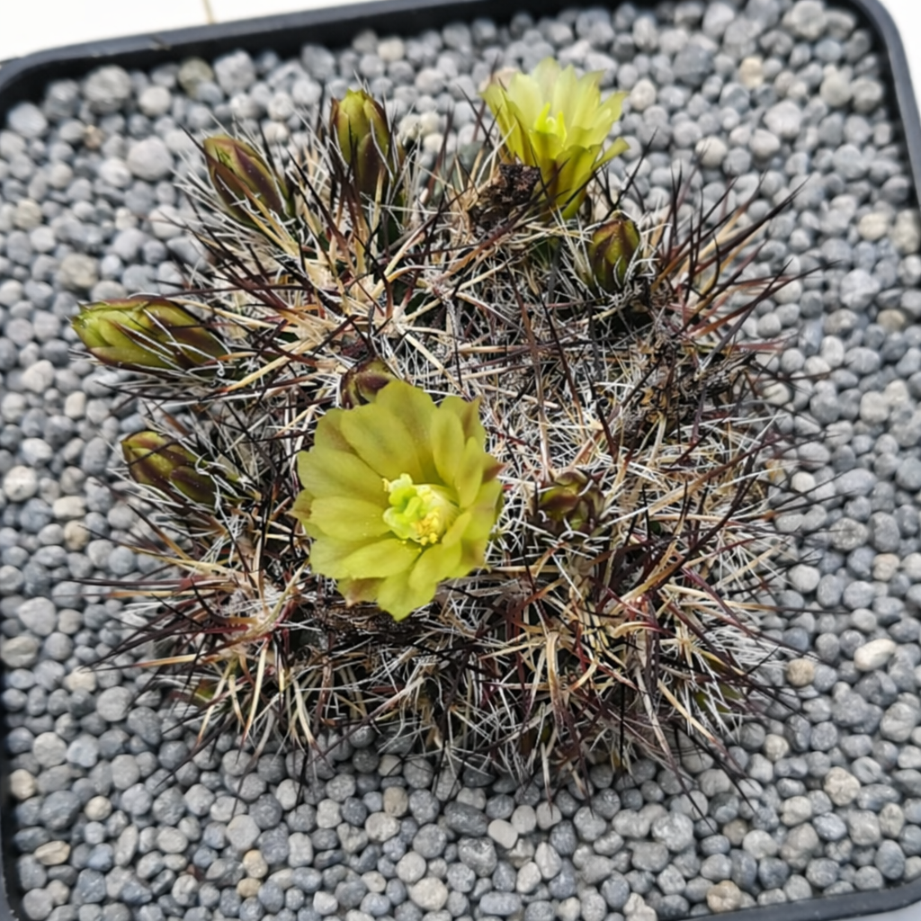 เอคิโนเซรอรัส เดวิสซี ไม้กระบองเพชรแรร์ที่มีหนามหนาแน่นและดอกสีเหลืองสดใสในกระถางกรวด