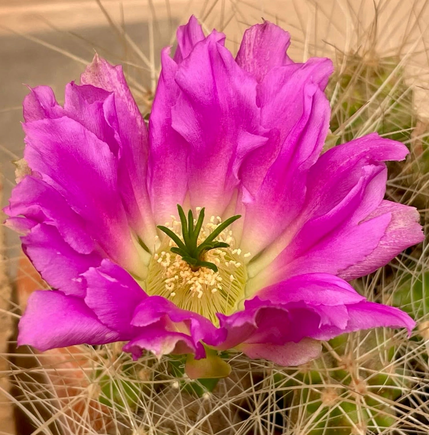 ดอกแคคตัสสีชมพูสดใสของ เอคีโนเซรีอุส ดูบิอุส พร้อมหนามอ่อนนุ่มและกลีบดอกที่มีผิวสัมผัส