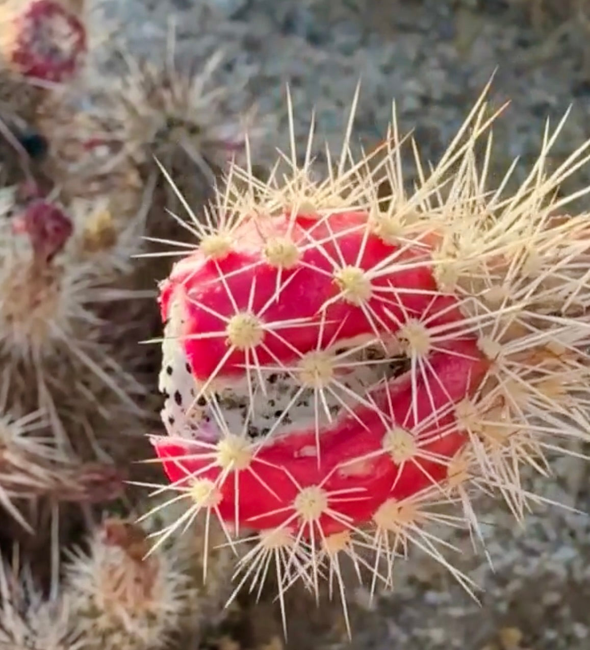 แคคตัส อิคิโนซีเรียส เอนเกลแมนนี พร้อมผลสีแดงสดและหนามยาวสีเหลืองในสภาพแวดล้อมทะเลทราย