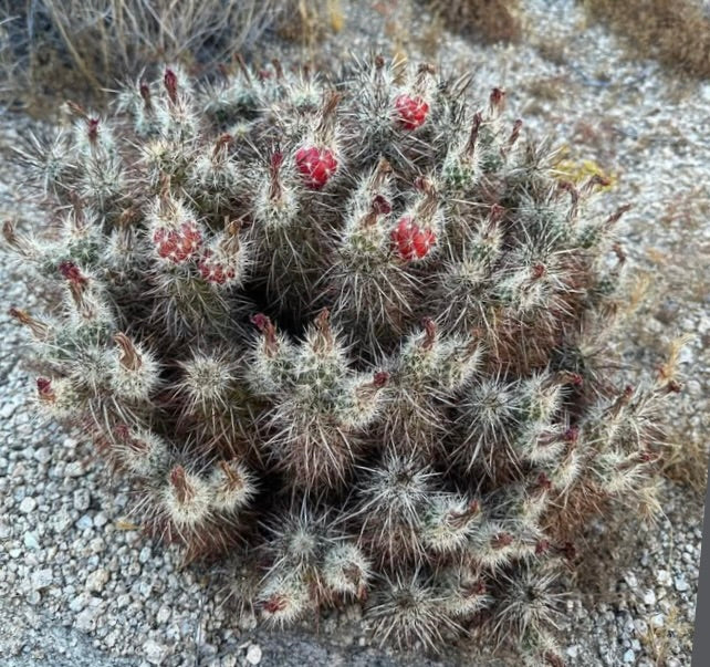 เอคิโนเซรีอุส เอนเกลมันนี กระบองเพชรมีหนามกับผลสีแดงและหนามสีขาวหนาแน่นในดินทะเลทราย