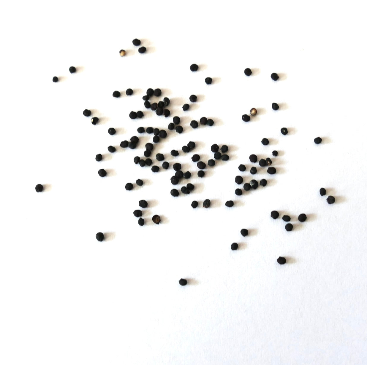 Echinocereus engelmannii var. nicholi kleine runde schwarze Kaktussamen auf weißem Hintergrund